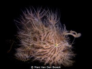 fishing in the dark by Marc Van Den Broeck 